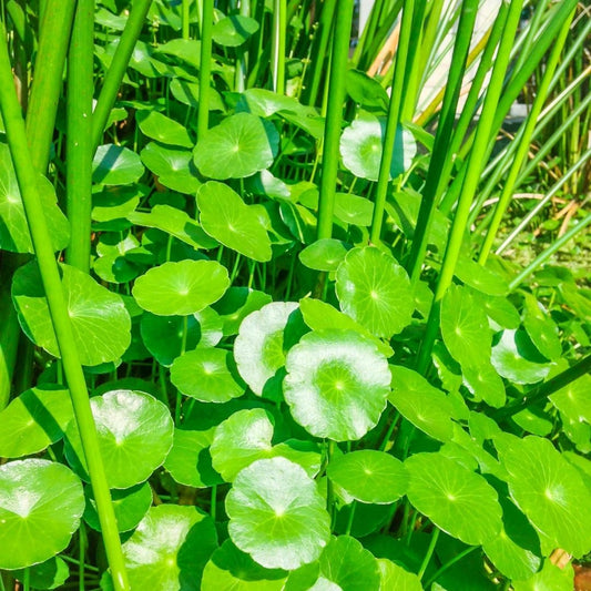 Conoce el poder de la Centella Asiática
