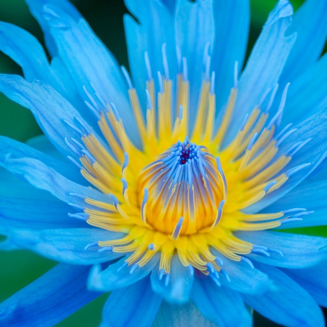 Flor de loto: propiedades y beneficios