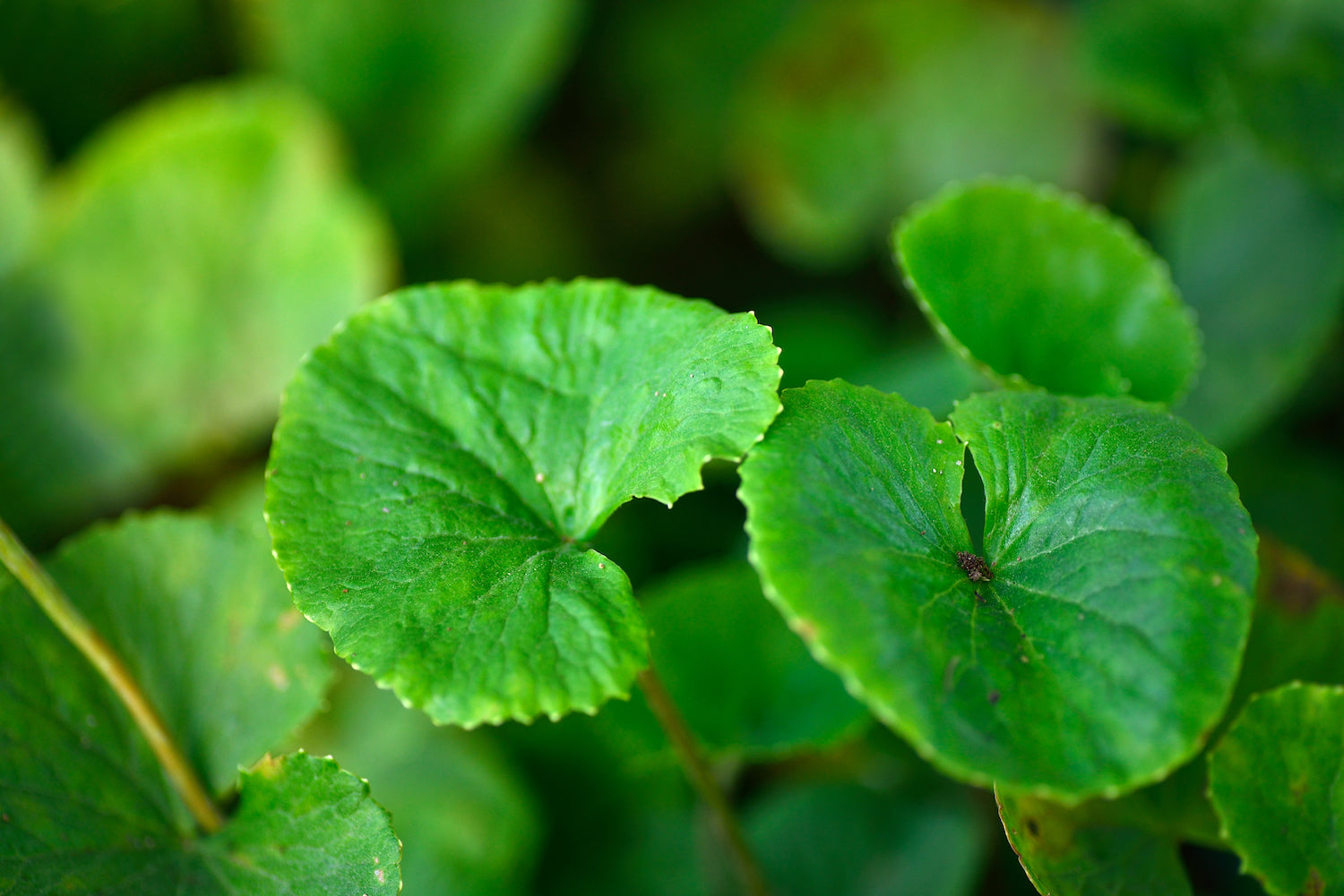 Centella Asiática